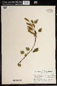 Betula pendula image