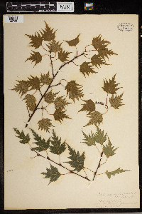 Betula populifolia image