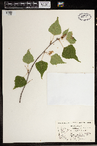Betula populifolia image