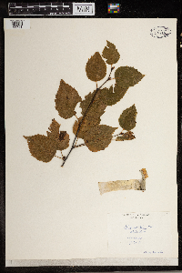 Betula populifolia image