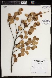 Thumbnail image of current specimen