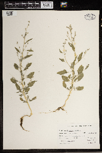 Thumbnail image of current specimen