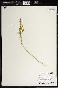 Thumbnail image of current specimen