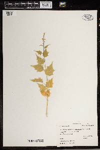 Chenopodium capitatum image