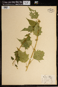 Chenopodium simplex image