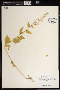 Chenopodium simplex image