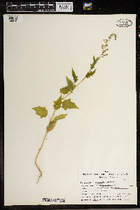 Chenopodium simplex image