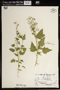 Chenopodium simplex image