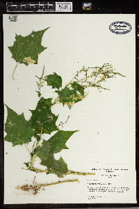 Chenopodium simplex image