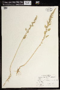 Chenopodium glaucum image
