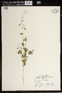 Chenopodium simplex image