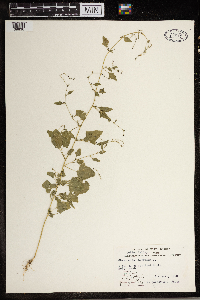 Chenopodium simplex image