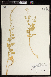 Chenopodium simplex image