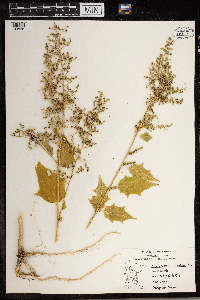 Chenopodium simplex image
