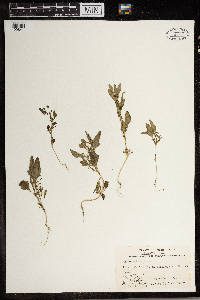 Chenopodium rubrum image