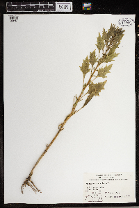 Chenopodium rubrum image