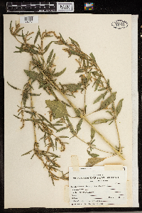 Chenopodium rubrum image