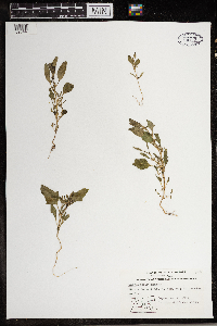 Chenopodium rubrum image