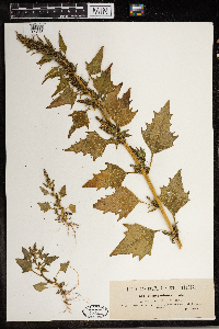 Chenopodium rubrum image