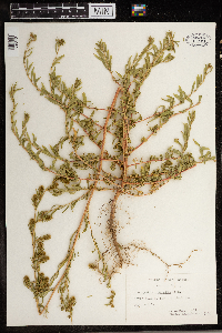 Chenopodium strictum image