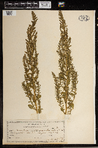 Dysphania ambrosioides image