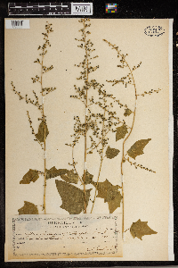 Chenopodium bonus-henricus image