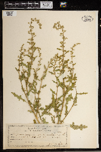 Media resource of Dysphania botrys