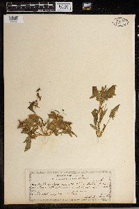 Chenopodium capitatum image