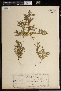 Chenopodium glaucum image