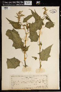 Chenopodium simplex image