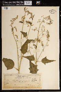 Chenopodium simplex image
