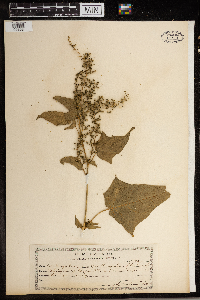 Chenopodium simplex image