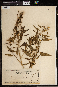 Chenopodium polyspermum image