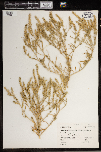 Corispermum pallasii image