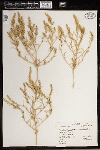 Corispermum pallasii image