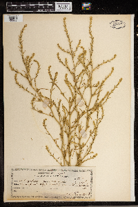 Corispermum pallasii image
