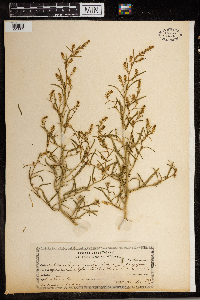 Corispermum pallasii image