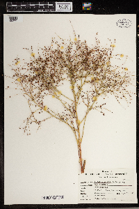 Cycloloma atriplicifolium image