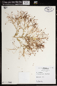 Cycloloma atriplicifolium image