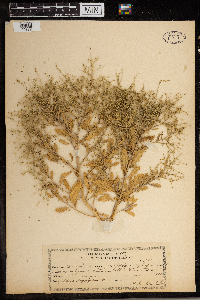 Cycloloma atriplicifolium image
