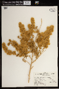 thumbnail image of current specimen