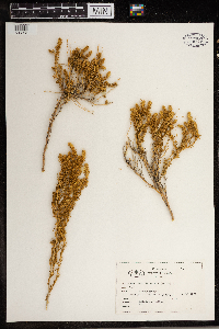 Krascheninnikovia lanata image