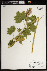 Atriplex argentea image