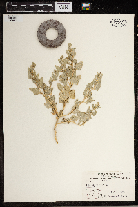 Atriplex argentea image