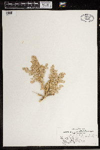 Atriplex confertifolia image