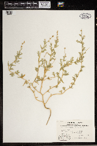 Atriplex dioica image