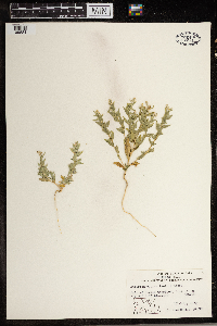 Atriplex dioica image