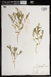 Atriplex dioica image