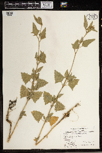 Atriplex patula image