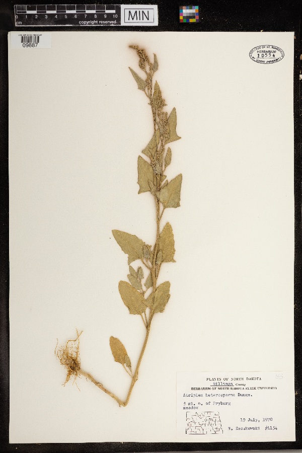 Atriplex micrantha image